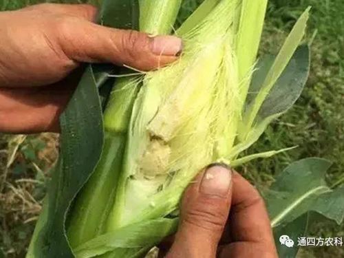 ���׶d���c�՗U��ԭ����