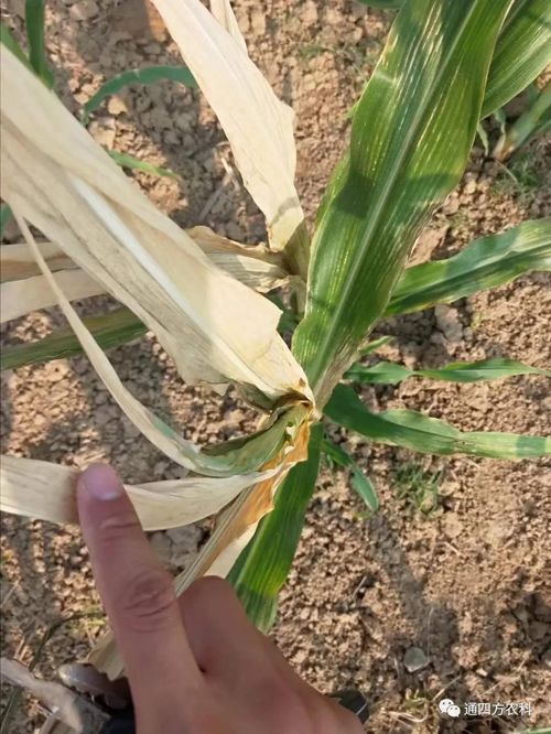 ���쵽��(l��i)��������ģʽ���_(k��i)������(du��)������ɶΣ��������A(y��)����