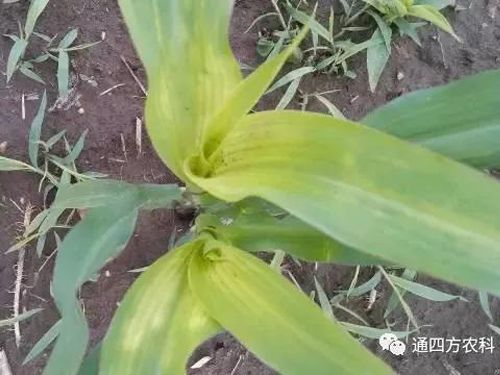 ���הQ����ô�k����ץ�o��Q��Ӱ푮a(ch��n)��!!!